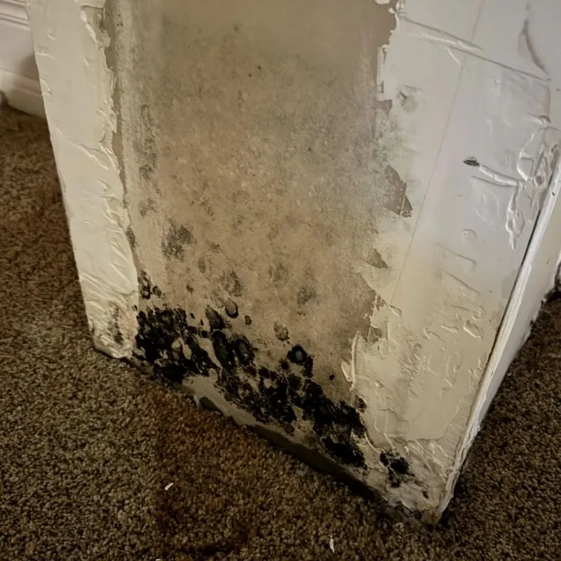 Professional Mold Removal in City of Lexington, VA